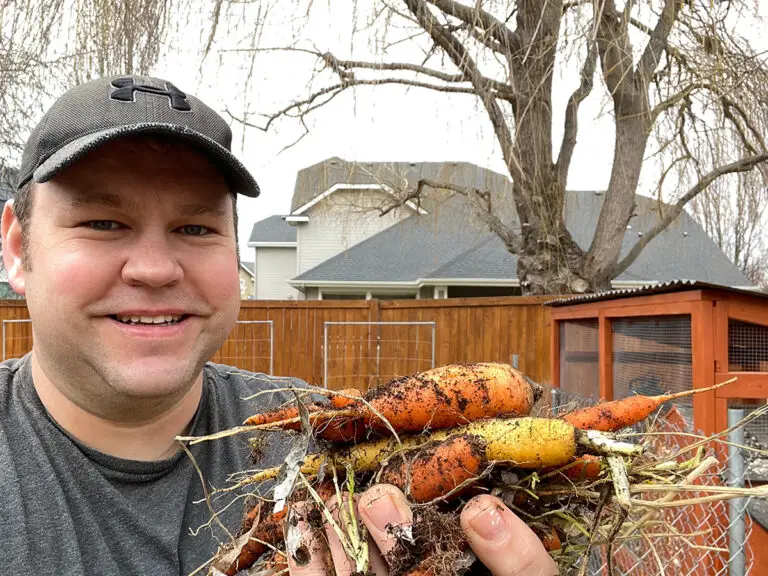 Why Do Garden Carrots Get Soft—How to Store Them So They Won’t