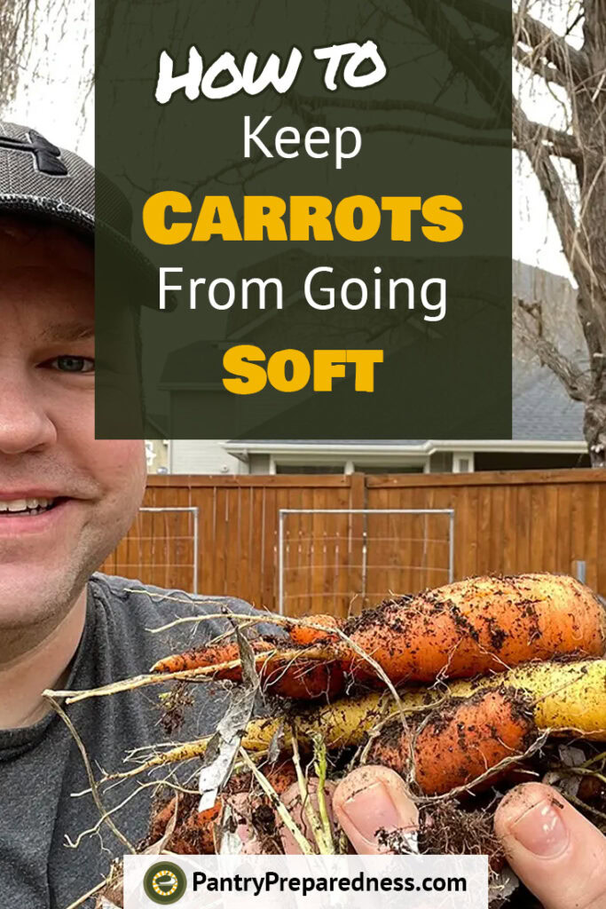 Why do garden carrots get soft—how to store them so they wont 1