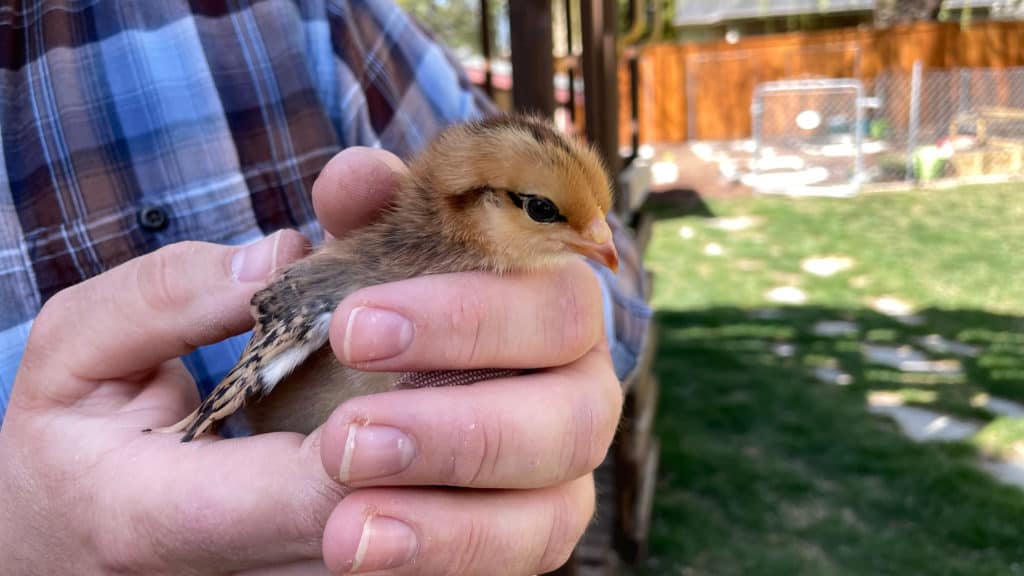 Baby Chick being Held