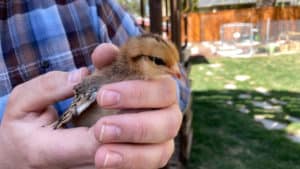 Baby Chick being Held