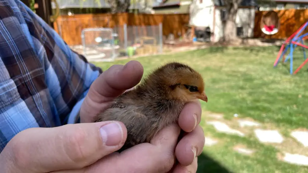 Baby chick being held