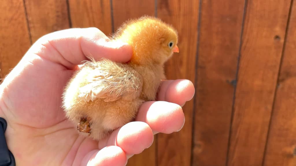 Chick with Pasty Butt