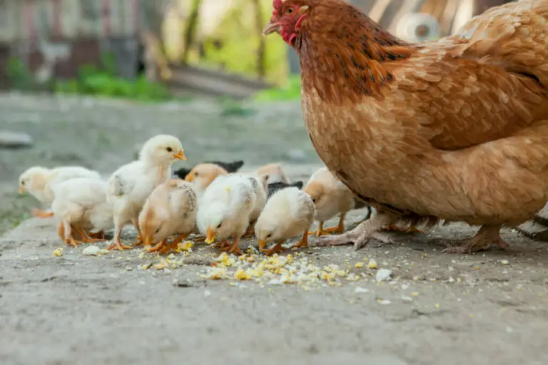 How to Help a Baby Chick that Won’t Eat (Plus 7 Reasons Why)