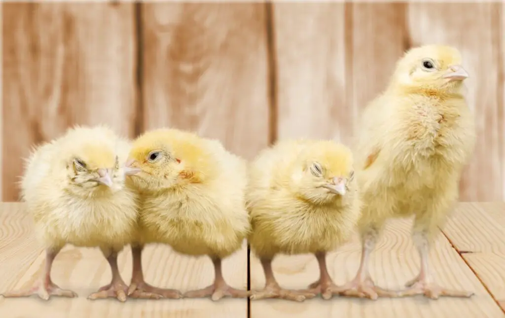 Picture of 4 yellow chicks looking warm and comfortable.