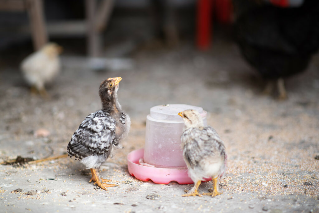 Picture of chicks drinking water from a safe drinking bowl