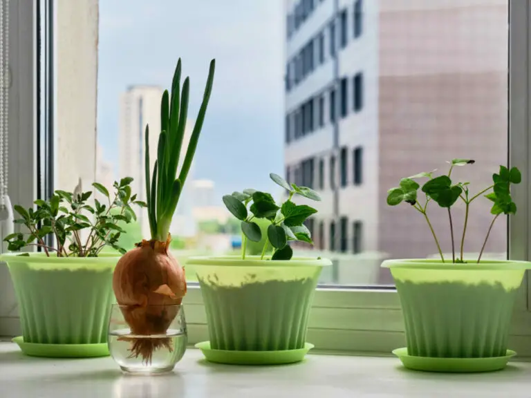 10 Tips for Growing Vegetables in an Apartment