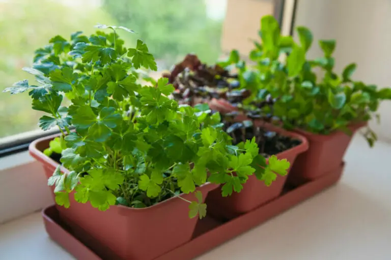 Indoor Vegetable Gardening: Getting Started Guide