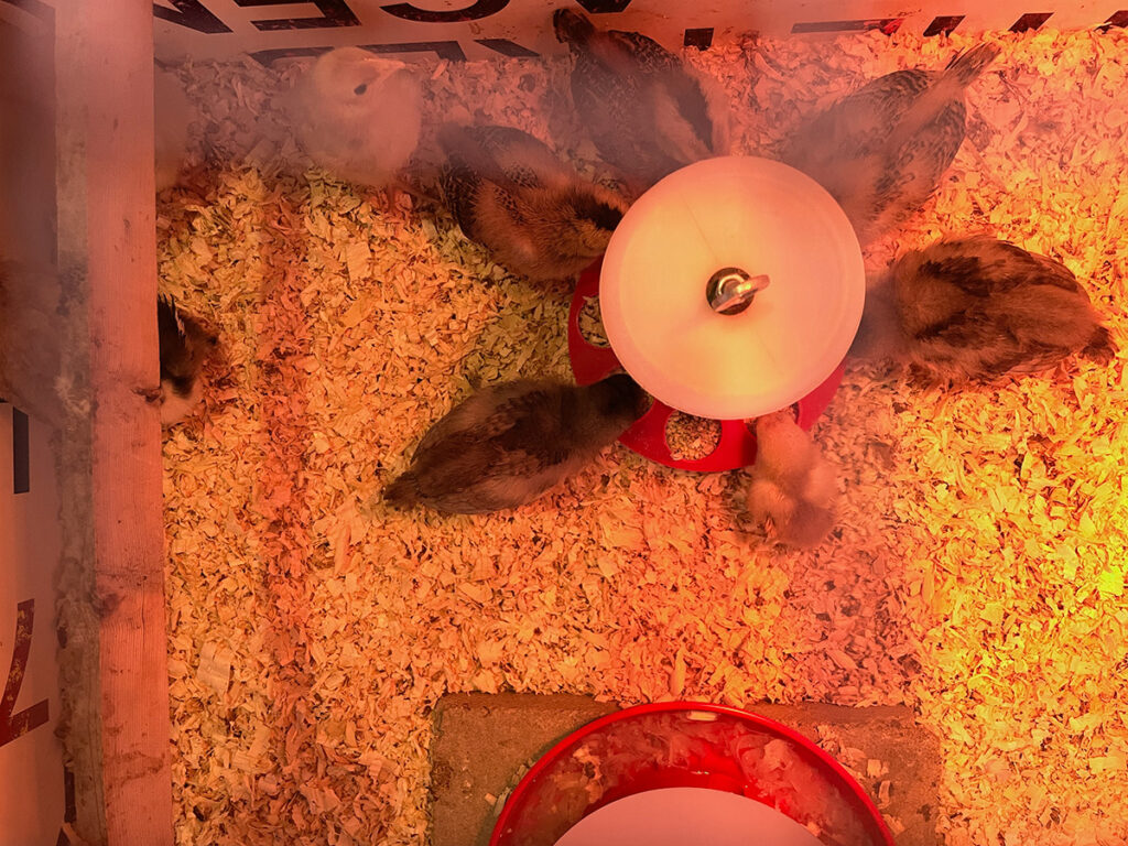 Picture of Baby Chicks eating feed crumbles out of a Feeder