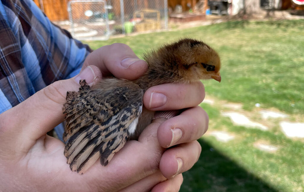 Picture of a baby chick being held