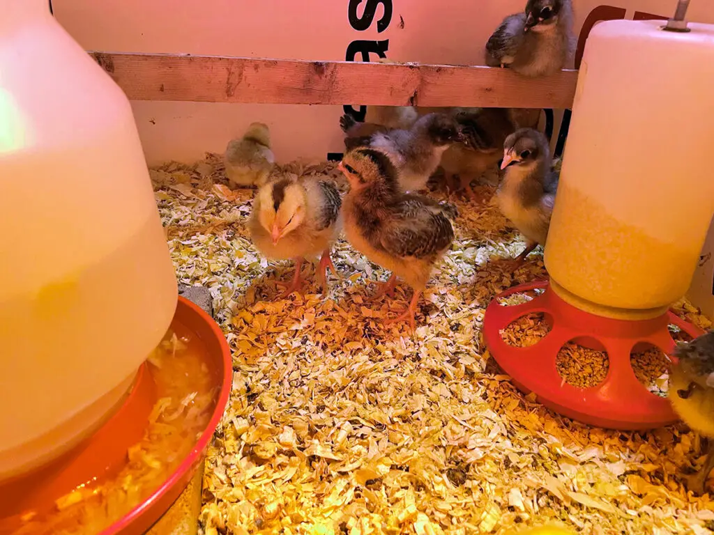 Picture of Baby Chicks warming up in the corner under the heat light by their feeder